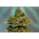 DURBAN POISON - 1gr